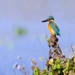 Bird Watching Tour in Aswan (2)