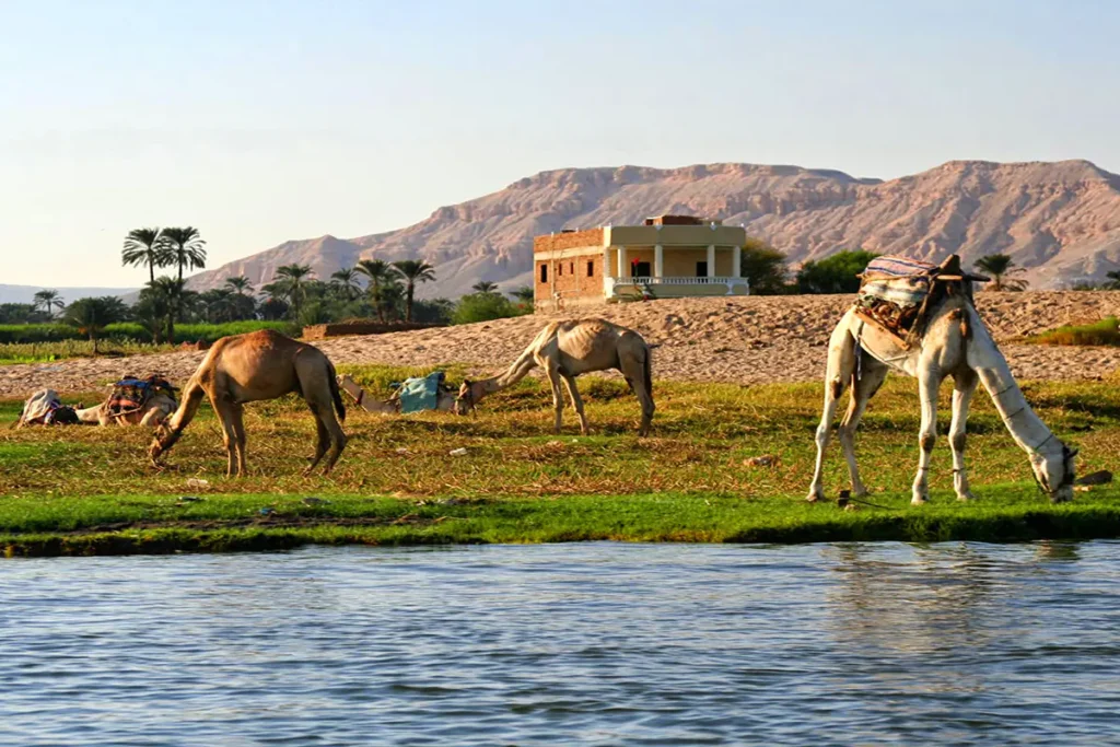Paseos en Camello en Luxor
