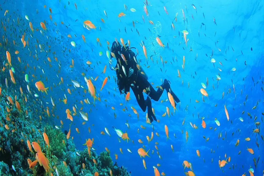 Scuba diving Marsa Alam (1)