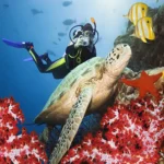 Scuba diving Sharm El Sheikh (2)