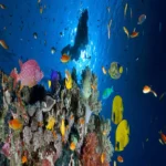 Scuba diving Sharm El Sheikh (3)
