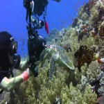 Scuba diving Sharm El Sheikh (4)