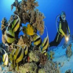 Scuba diving Sharm El Sheikh (5)