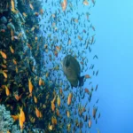 Snorkeling Trip at Hamata Islands From Marsa Alam (4)