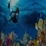 Snorkeling at Mahmya Island (3)