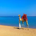 3 Weeks Egypt Holiday Package Cruise Era (41)