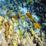 Easter Holiday Sharm El-Sheikh Cruise Era (4)