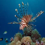 Hurghada-Package-Holiday-cruise-Era-Agency (27)